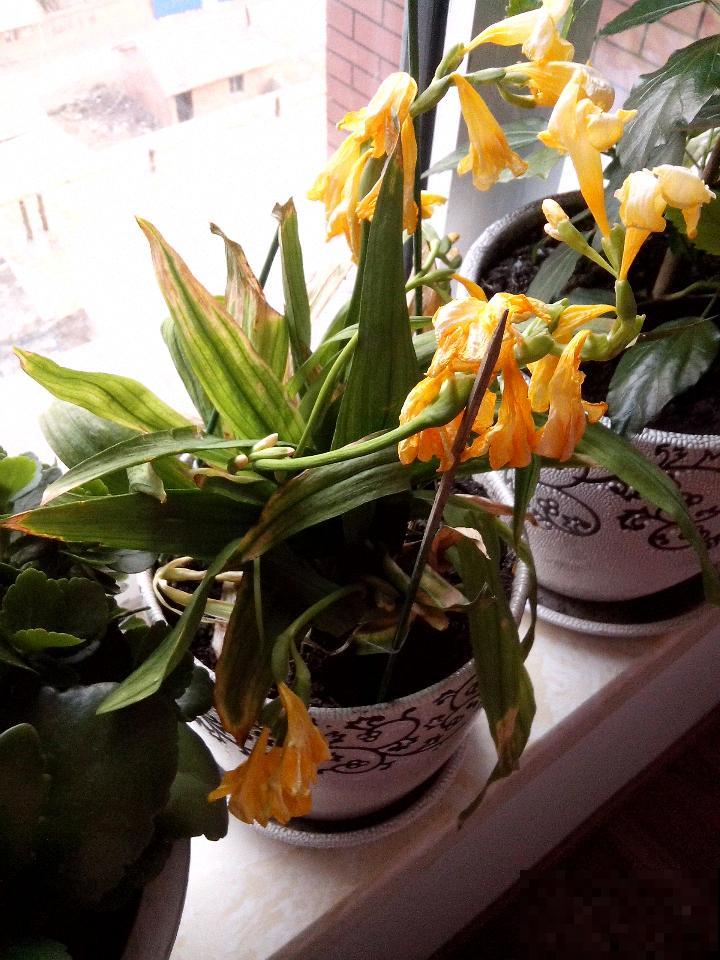 7种花会伪装，夏天会假死，好好养护秋天还能活