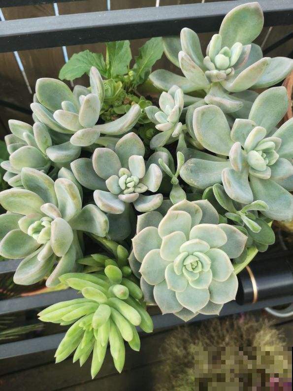 夏天多肉躺在花盆,需不需要担心?注意4点就可以 夏天多肉躺在花盆,需不需要担心?注意4点就可以