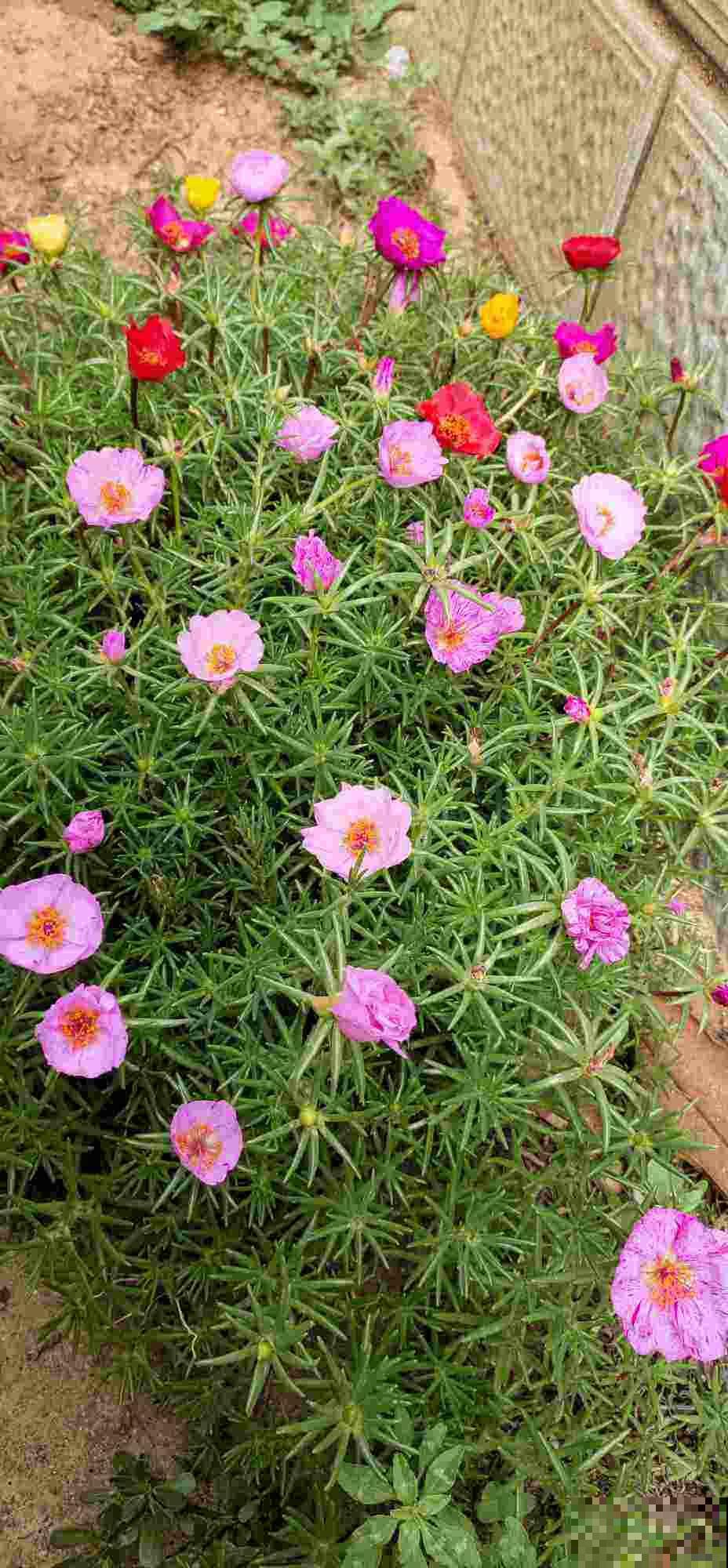 夏天扦插4种花,生根特容易,新手也能插活 夏天扦插4种花,生根特容易,新手也能插活