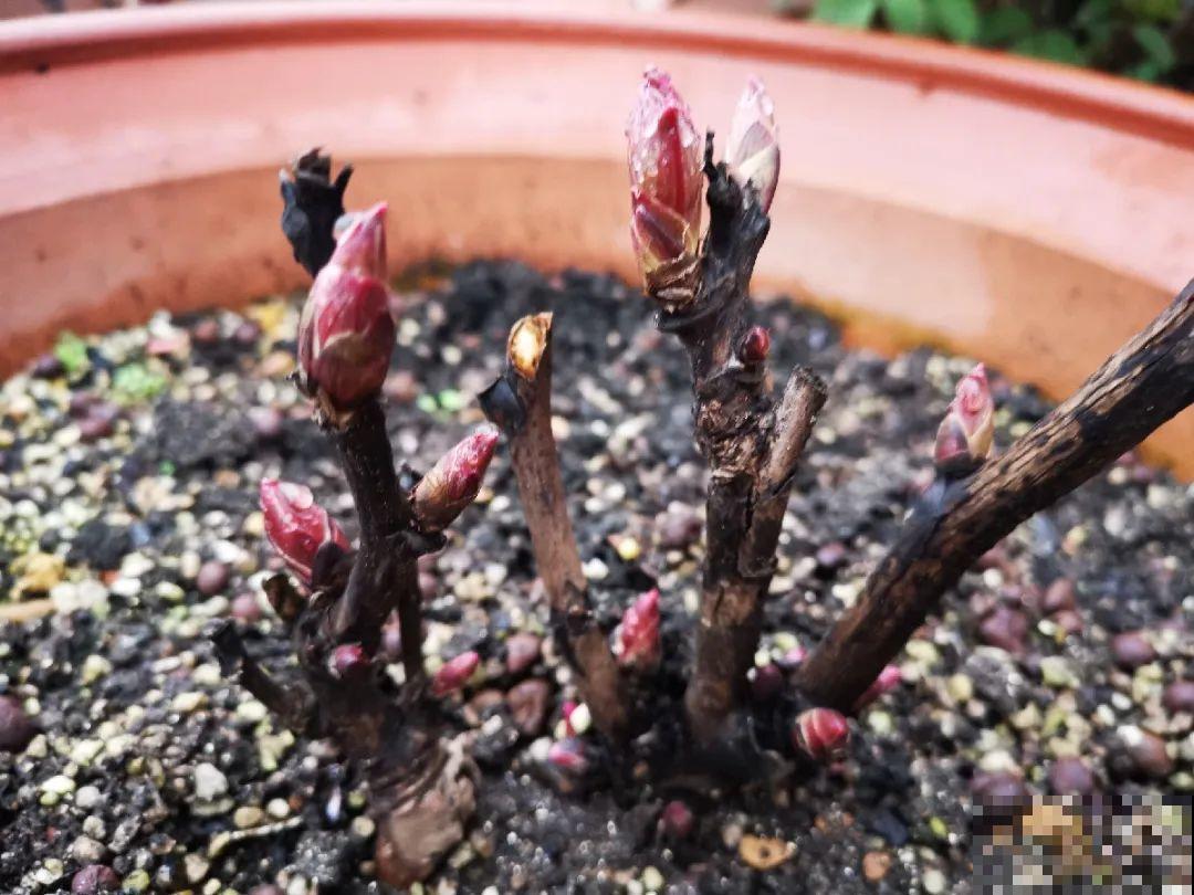 老外培育的芍药花，花苞比鸡蛋大，一朵能开一个月！