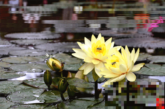 这花是佛教名花，出尘脱俗，见花保吉祥！