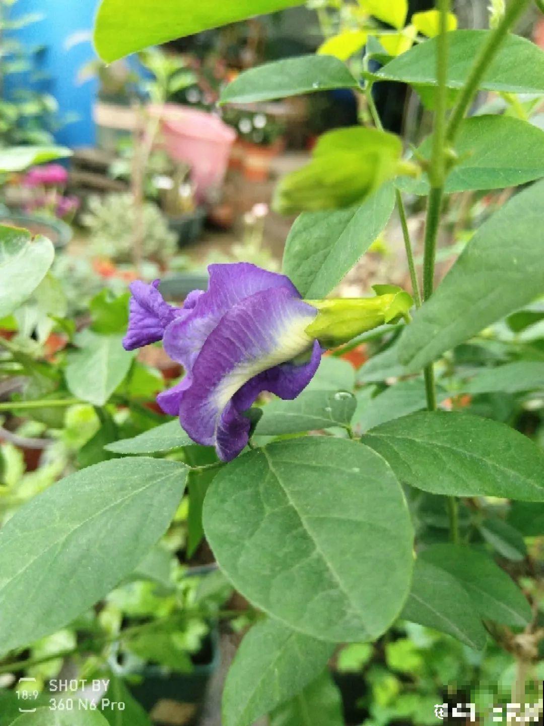 6种小众花,开花特别美,少有人养过! 6种小众花,开花特别美,少有人养过!
