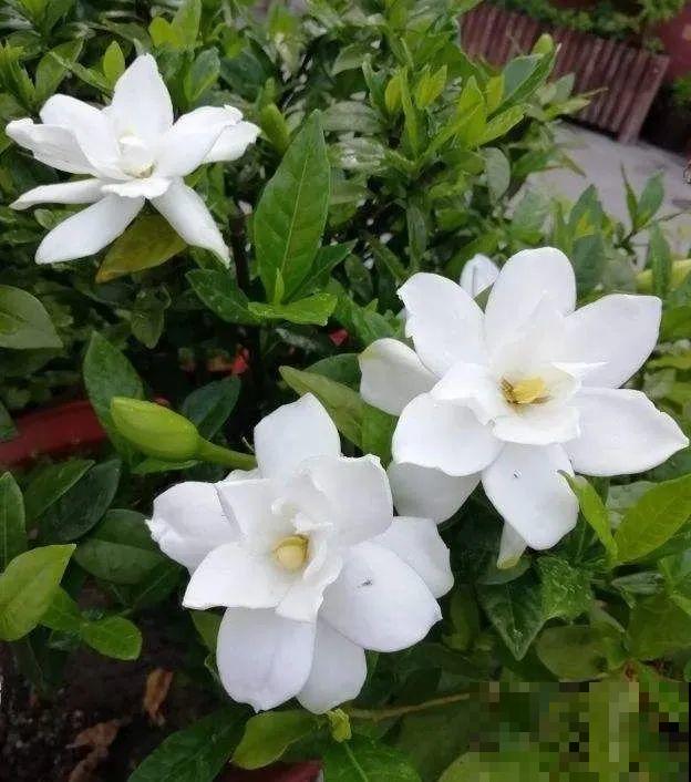 栀子花太难养？记住：少折腾，不黄叶，保证年年开花！