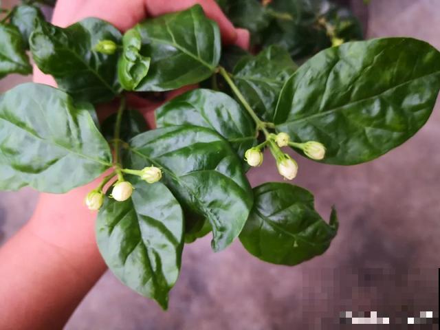 花出现黄叶打蔫，千万别扔，还能救回来！