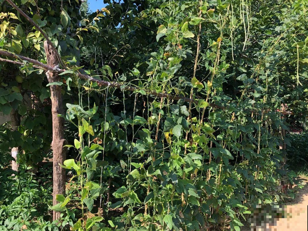 我想回农村,院子里养花、种菜,过清闲日子 我想回农村,院子里养花、种菜,过清闲日子