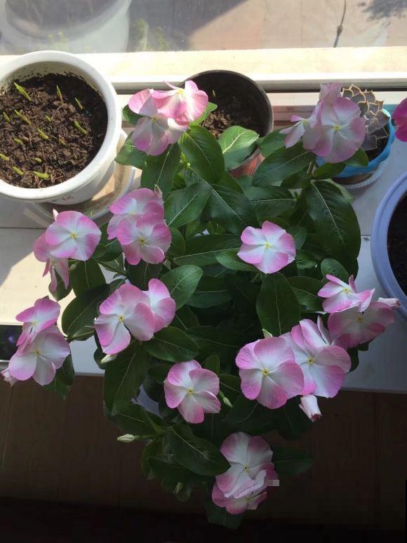 长春花原来有这么多品种,粉色的最大众,紫色的最仙! 长春花原来有这么多品种,粉色的最大众,紫色的最仙!