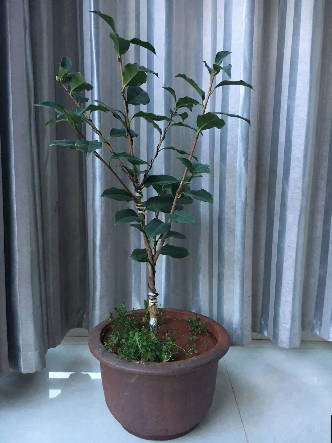 5种花盆养花,怪不得都死了,全是样子货! 5种花盆养花,怪不得都死了,全是样子货!