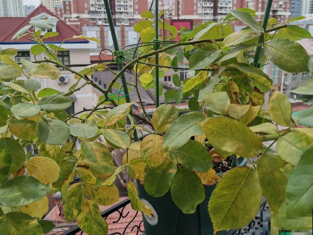 天热黄叶，原因都在这儿，一看就明白！