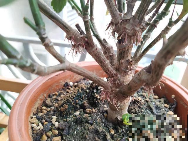 花长了“长胡须”,压土里一埋,10天就生根,特简单! 花长了“长胡须”,压土里一埋,10天就生根,特简单!