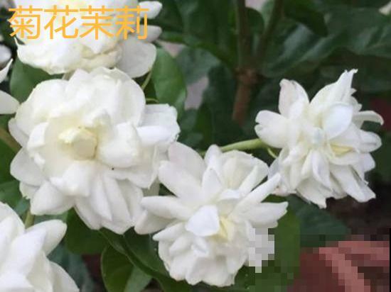 活的“香水花”，开一朵，家里香气飘飘！