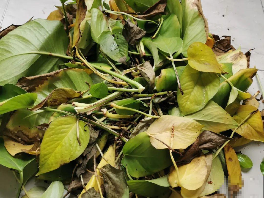 天热黄叶，原因都在这儿，一看就明白！