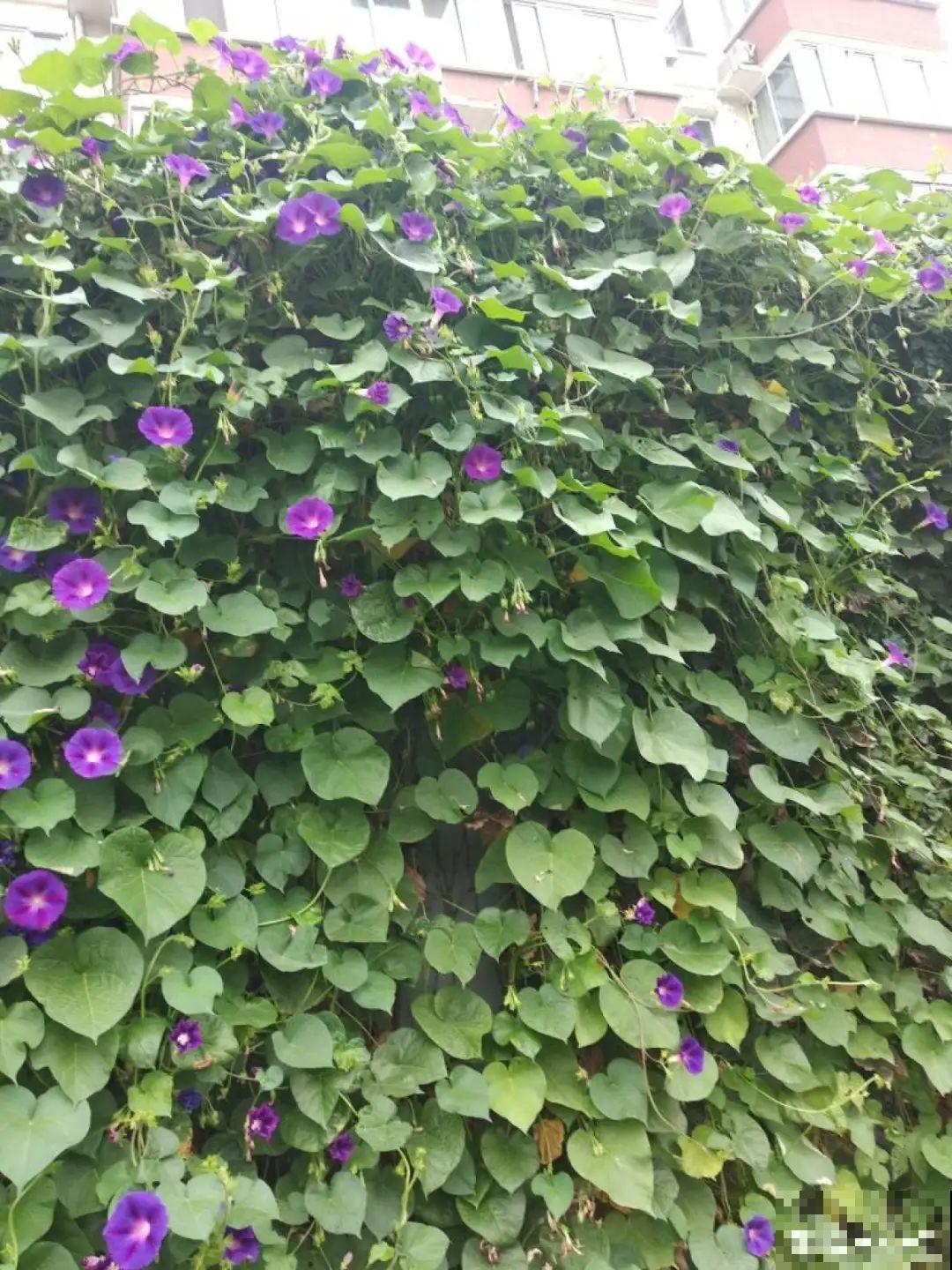 家里养这花，开成了花帘子，邻居都有眼福了！