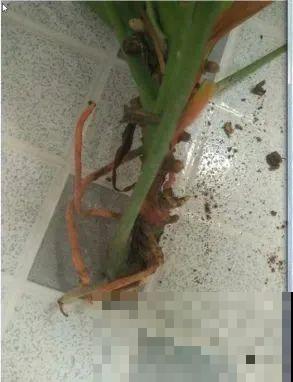 虎皮兰,红掌,吊兰养成老桩,变成大树,真壮观! 虎皮兰,红掌,吊兰养成老桩,变成大树,真壮观!