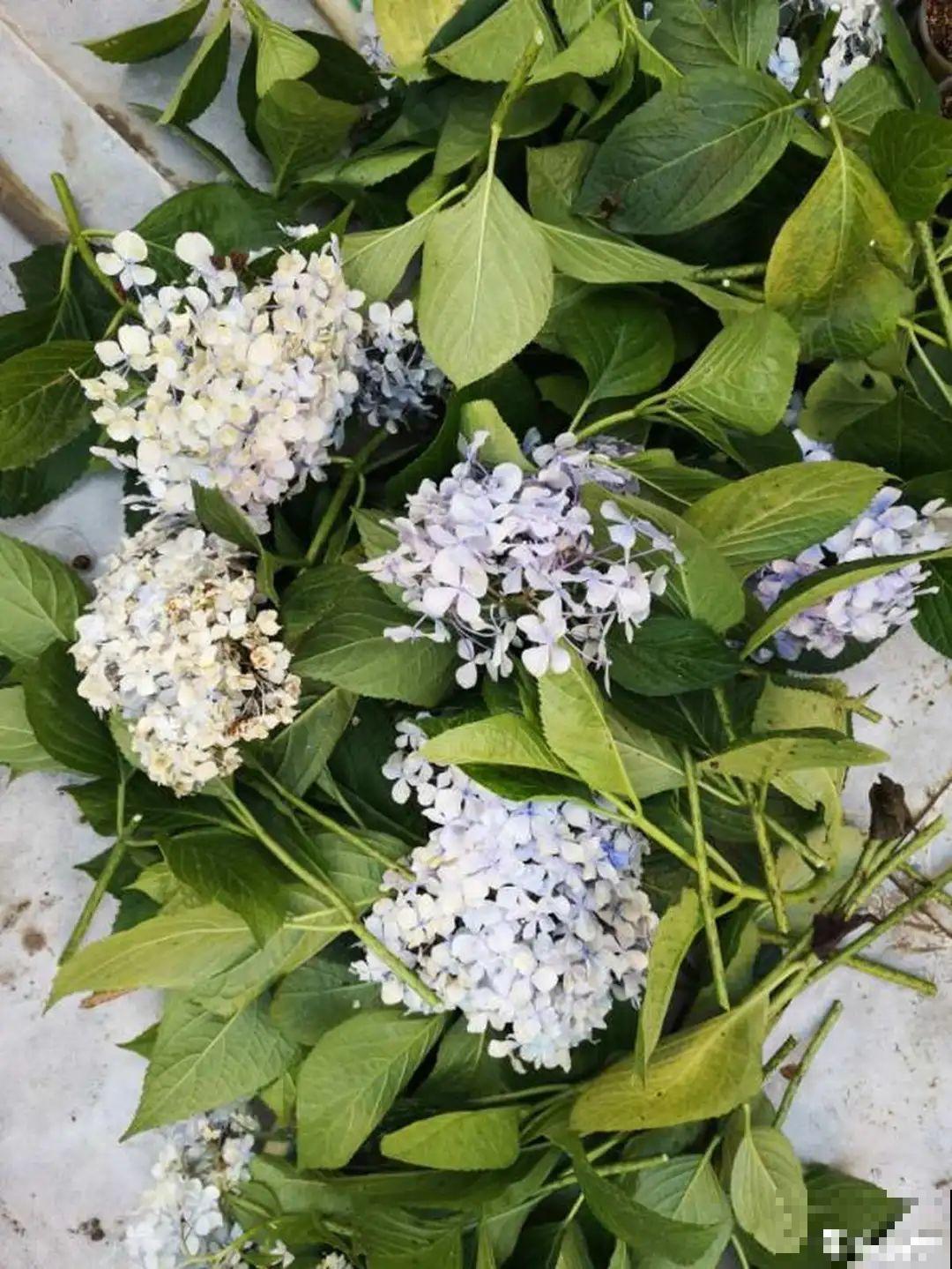 3种花掐个枝就能养，一周内就生根，省下一大笔买花钱