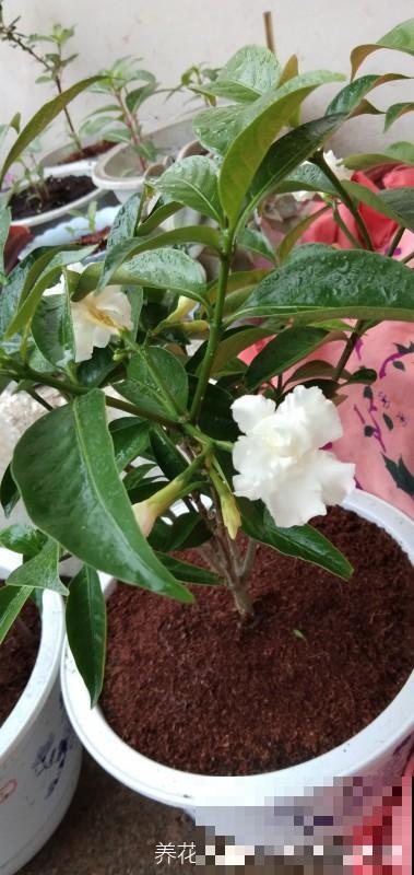 有格调的人都爱养水晶茉莉，香味不上头，开花素净典雅
