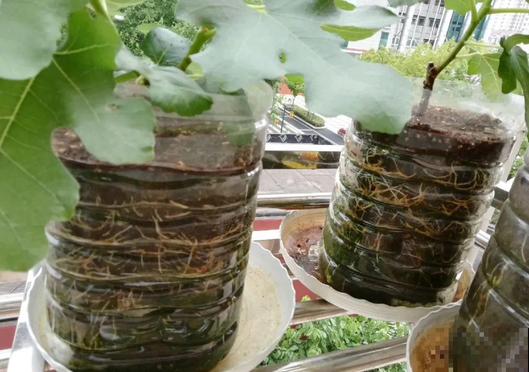 10种花，趁着天热赶紧扦插，成活率特别高