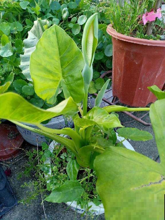 家里尽量别养4种花，汁液有毒，误食还引来大麻烦