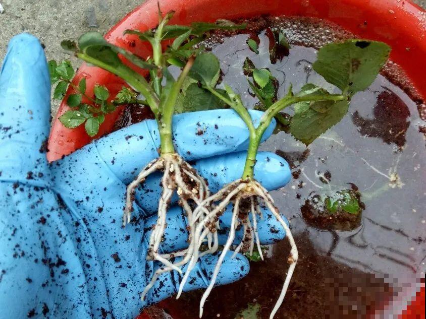 10种花，趁着天热赶紧扦插，成活率特别高