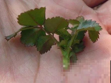 10种花，趁着天热赶紧扦插，成活率特别高