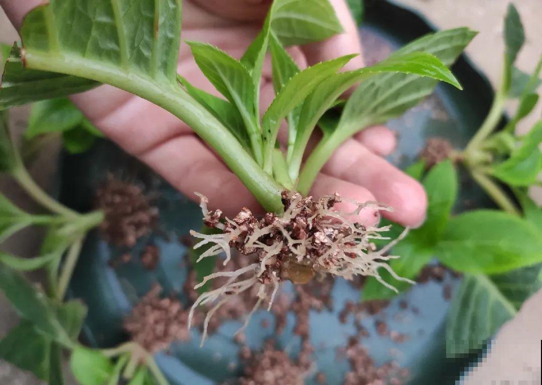 10种花，趁着天热赶紧扦插，成活率特别高