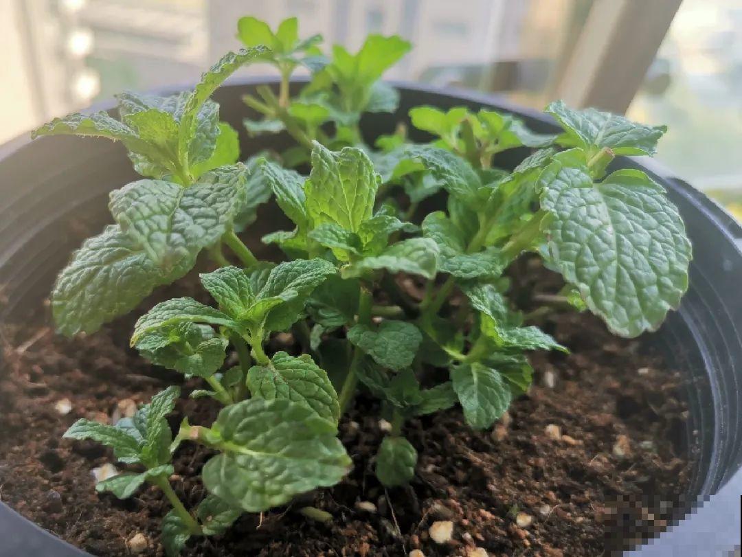 10种花，趁着天热赶紧扦插，成活率特别高