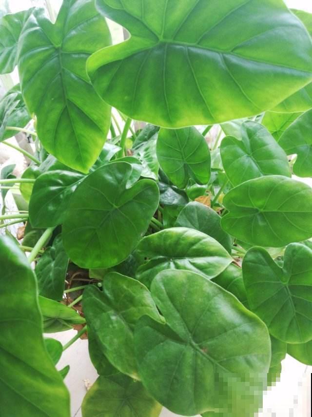 家里尽量别养4种花，汁液有毒，误食还引来大麻烦