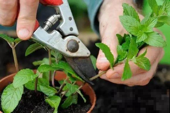 10种花，趁着天热赶紧扦插，成活率特别高