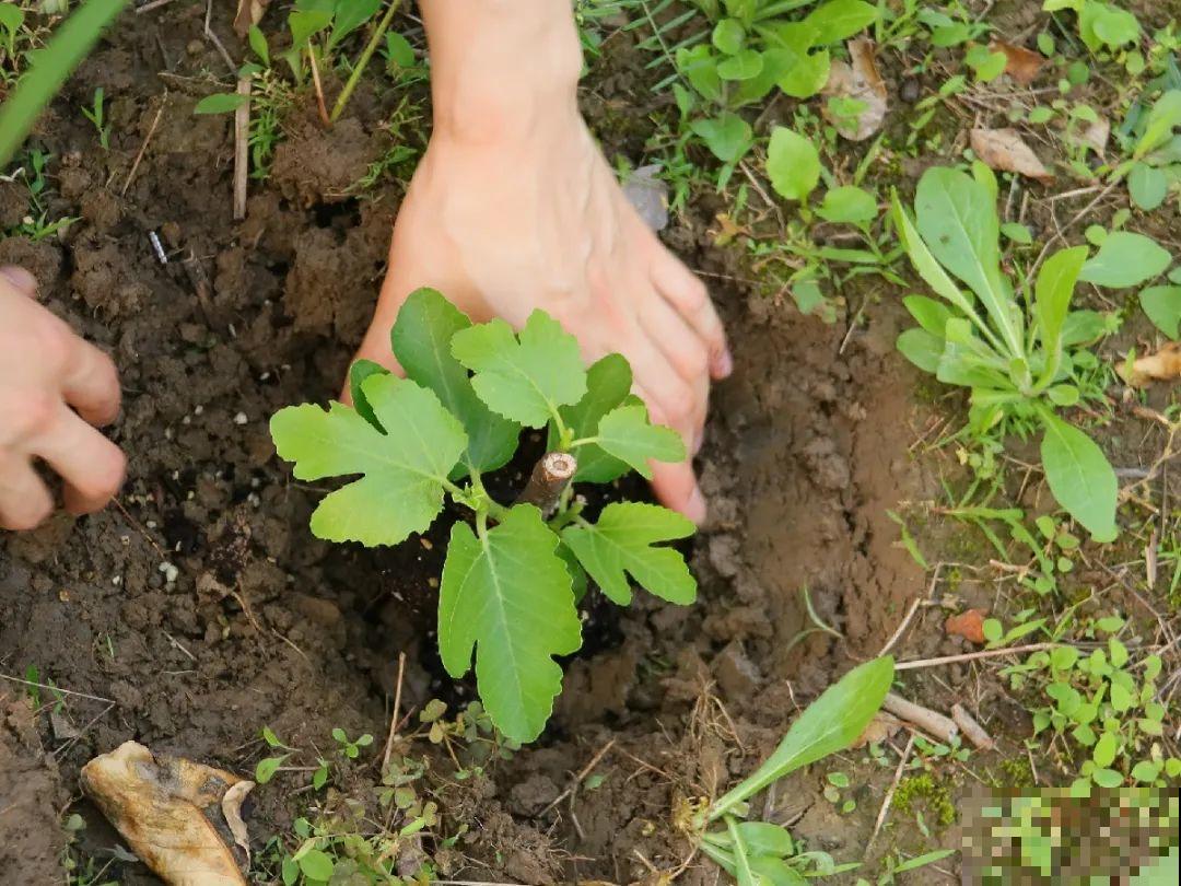 10种花，趁着天热赶紧扦插，成活率特别高