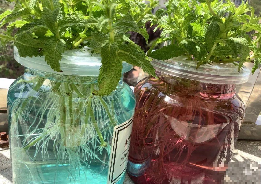 10种花，趁着天热赶紧扦插，成活率特别高