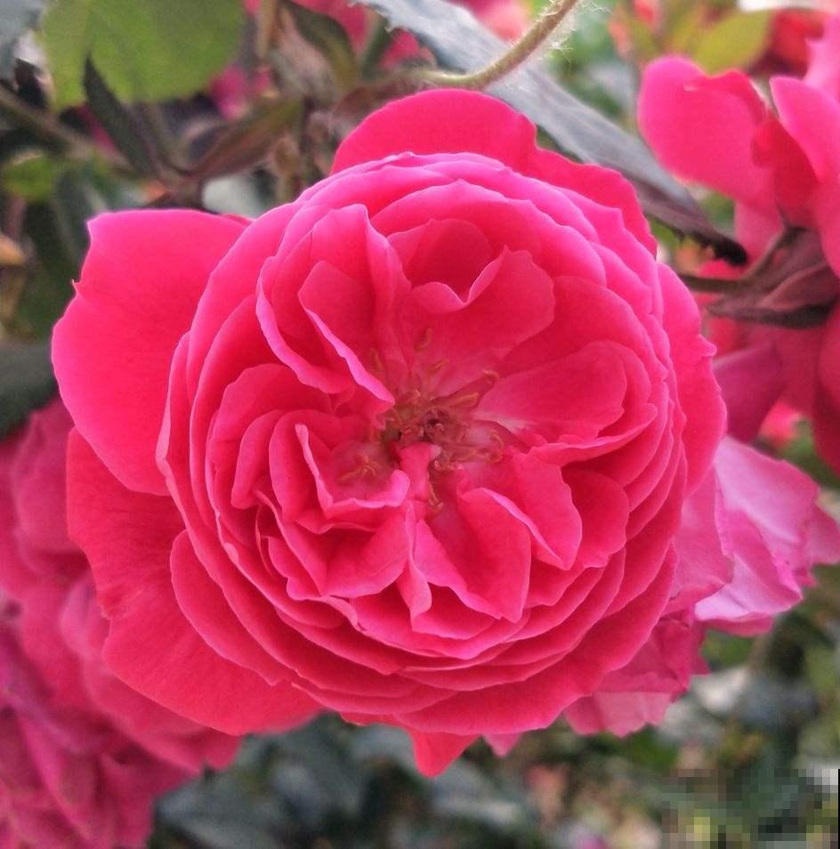 10个城市的市花，各有千秋，有你的城市吗？