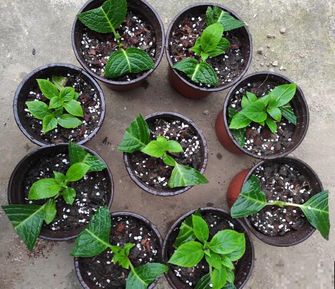 10种花，趁着天热赶紧扦插，成活率特别高