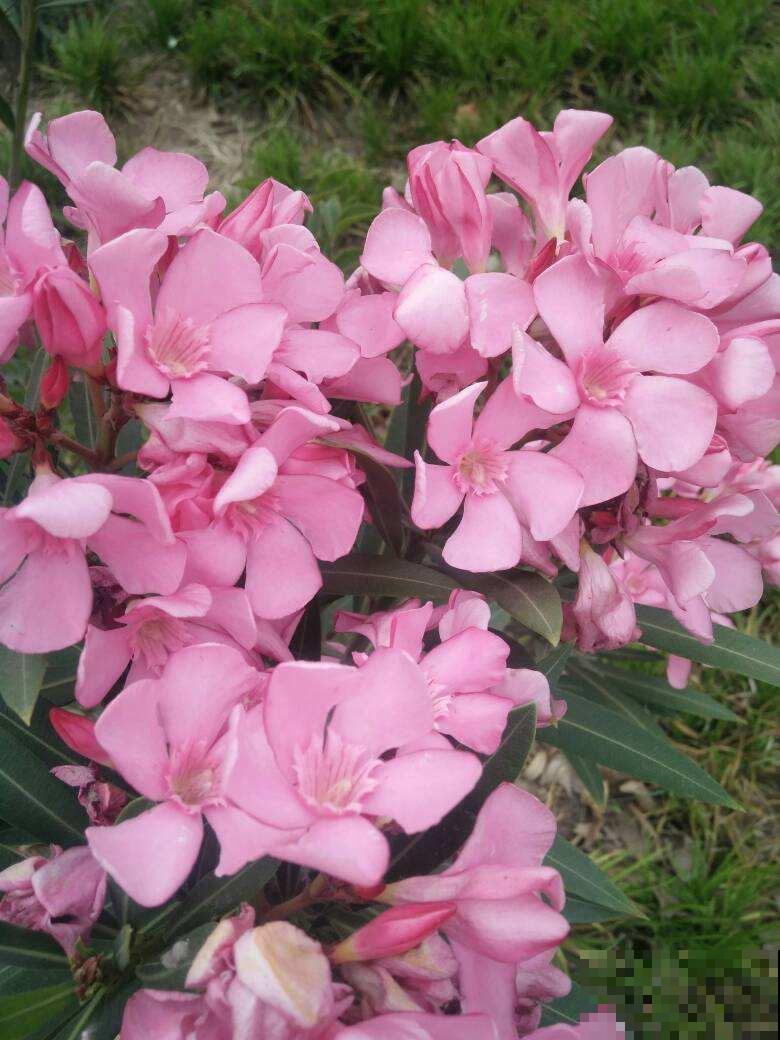 家里尽量别养4种花，汁液有毒，误食还引来大麻烦