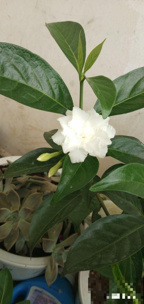 有格调的人都爱养水晶茉莉，香味不上头，开花素净典雅