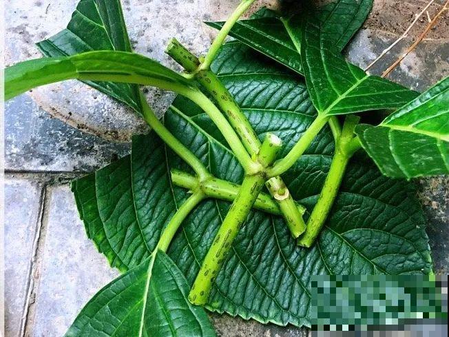 10种花，趁着天热赶紧扦插，成活率特别高