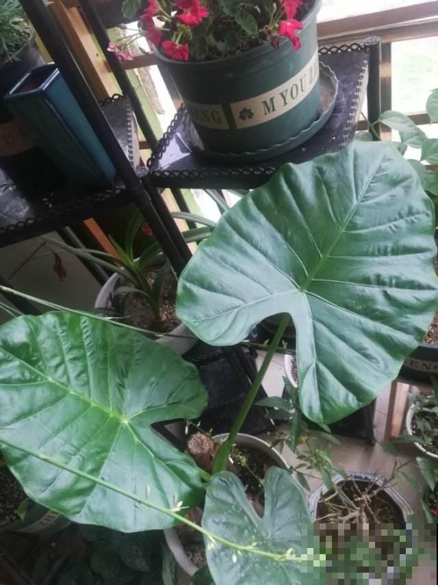 家里尽量别养4种花，汁液有毒，误食还引来大麻烦