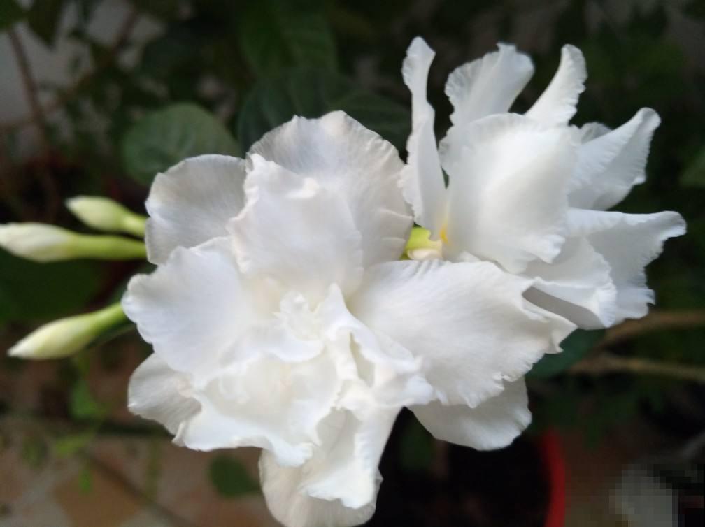 有格调的人都爱养水晶茉莉，香味不上头，开花素净典雅