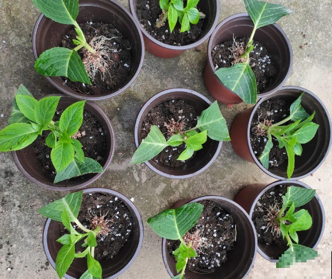 10种花，趁着天热赶紧扦插，成活率特别高