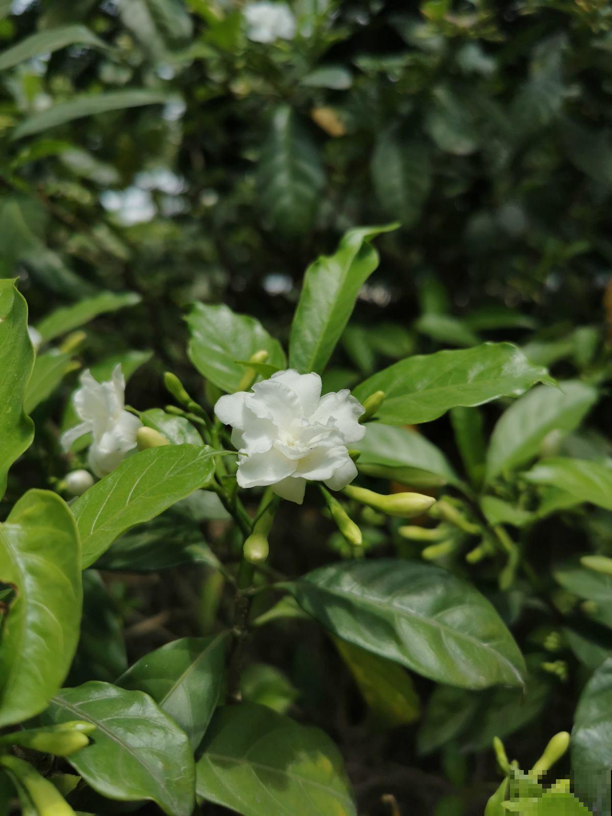 有格调的人都爱养水晶茉莉，香味不上头，开花素净典雅