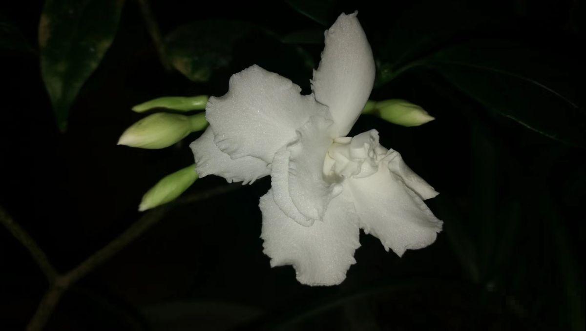 有格调的人都爱养水晶茉莉，香味不上头，开花素净典雅