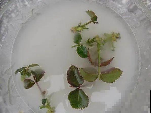 10种花，趁着天热赶紧扦插，成活率特别高