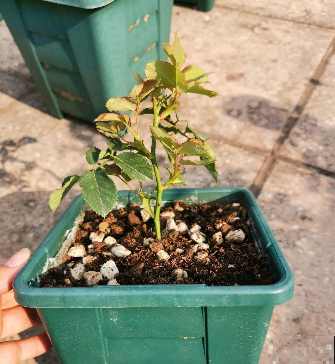 10种花，趁着天热赶紧扦插，成活率特别高