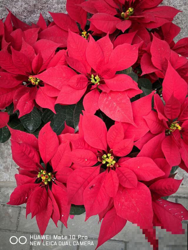 家里尽量别养4种花，汁液有毒，误食还引来大麻烦