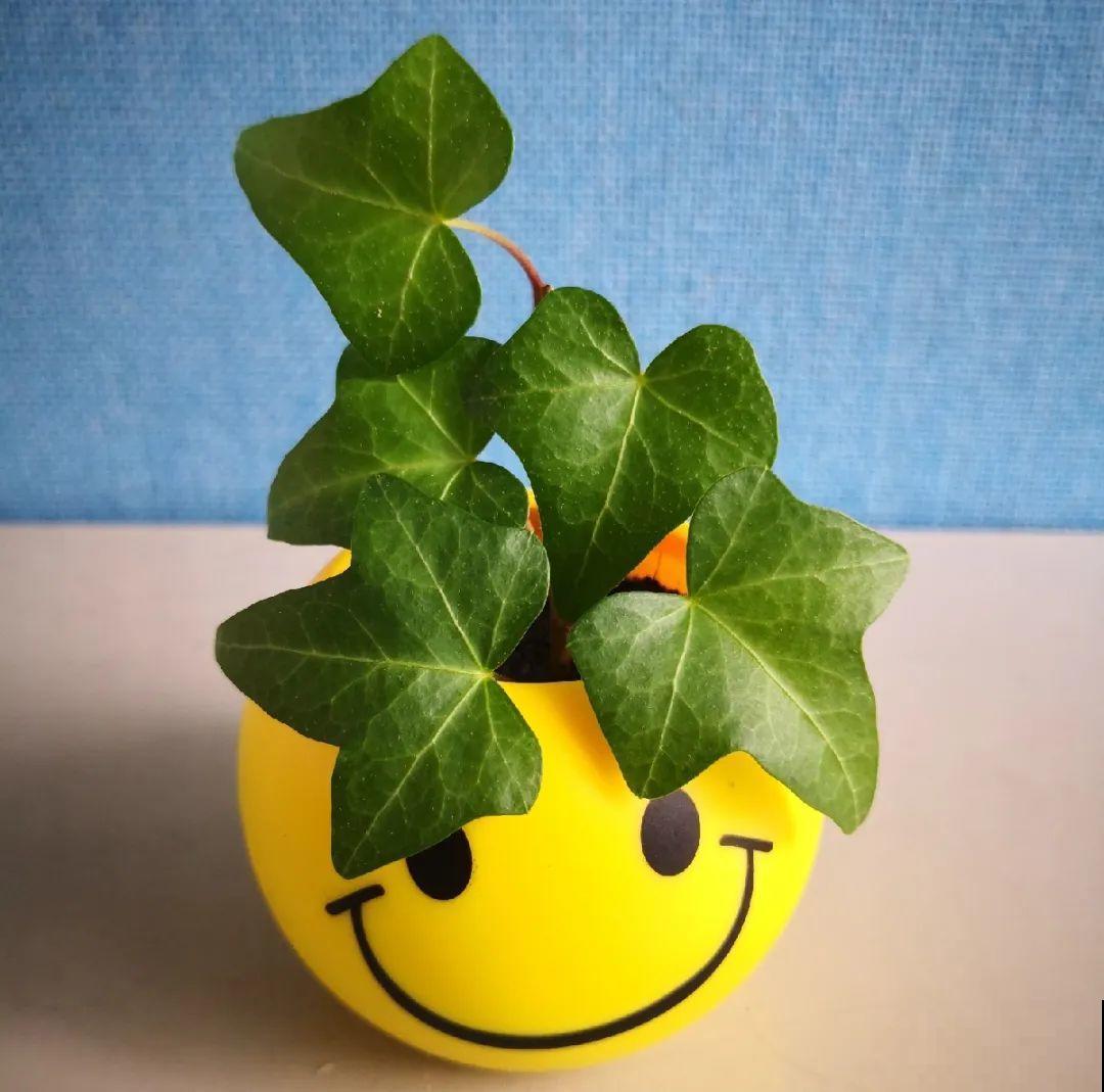 10种花，趁着天热赶紧扦插，成活率特别高