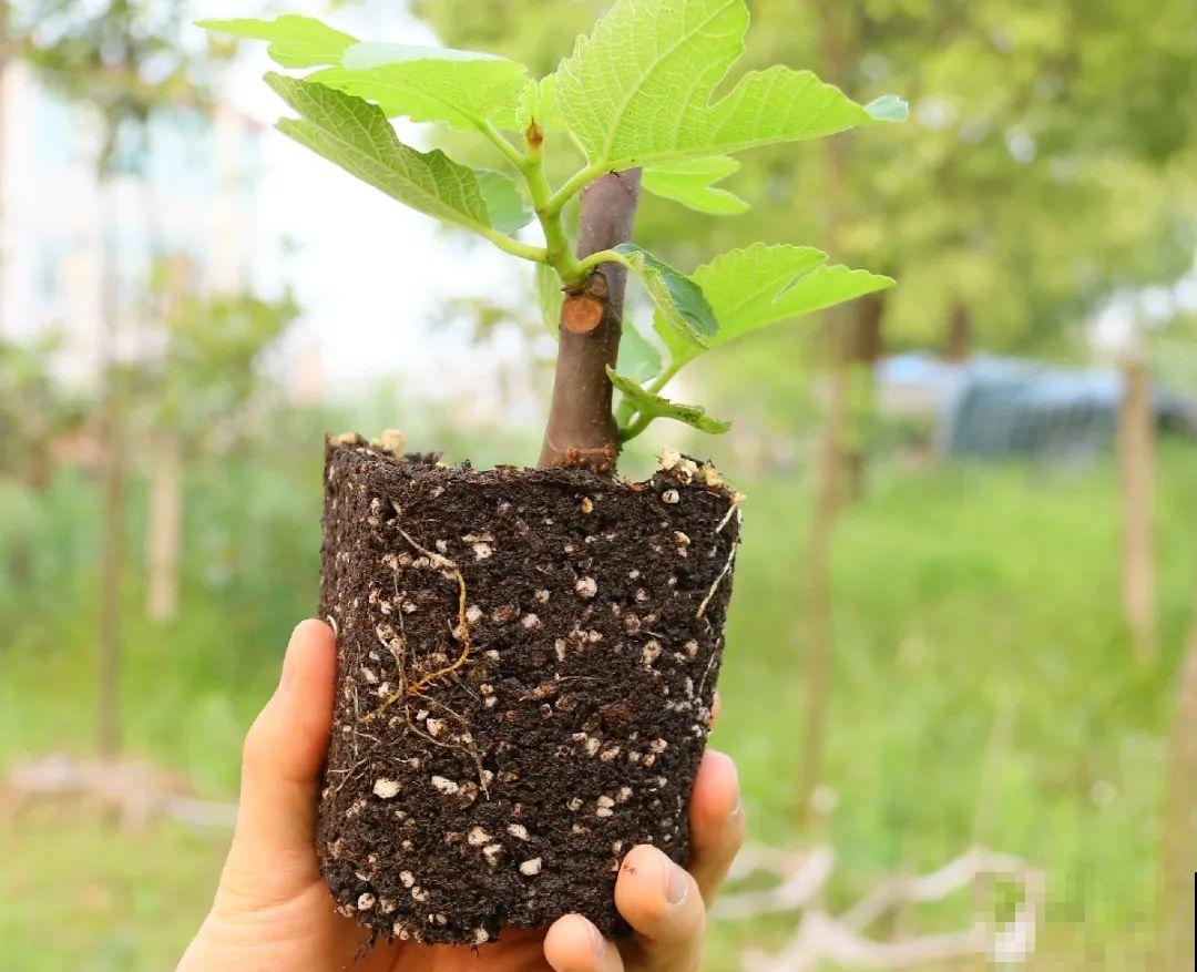 10种花，趁着天热赶紧扦插，成活率特别高