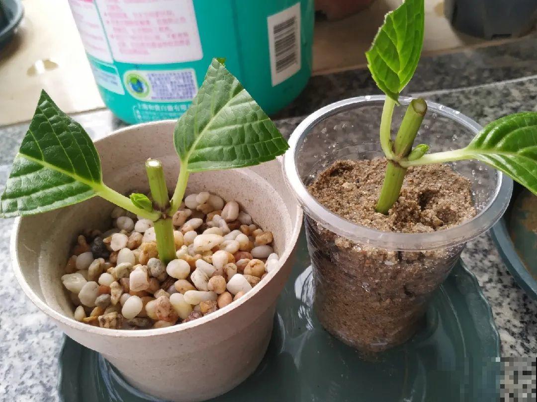10种花，趁着天热赶紧扦插，成活率特别高