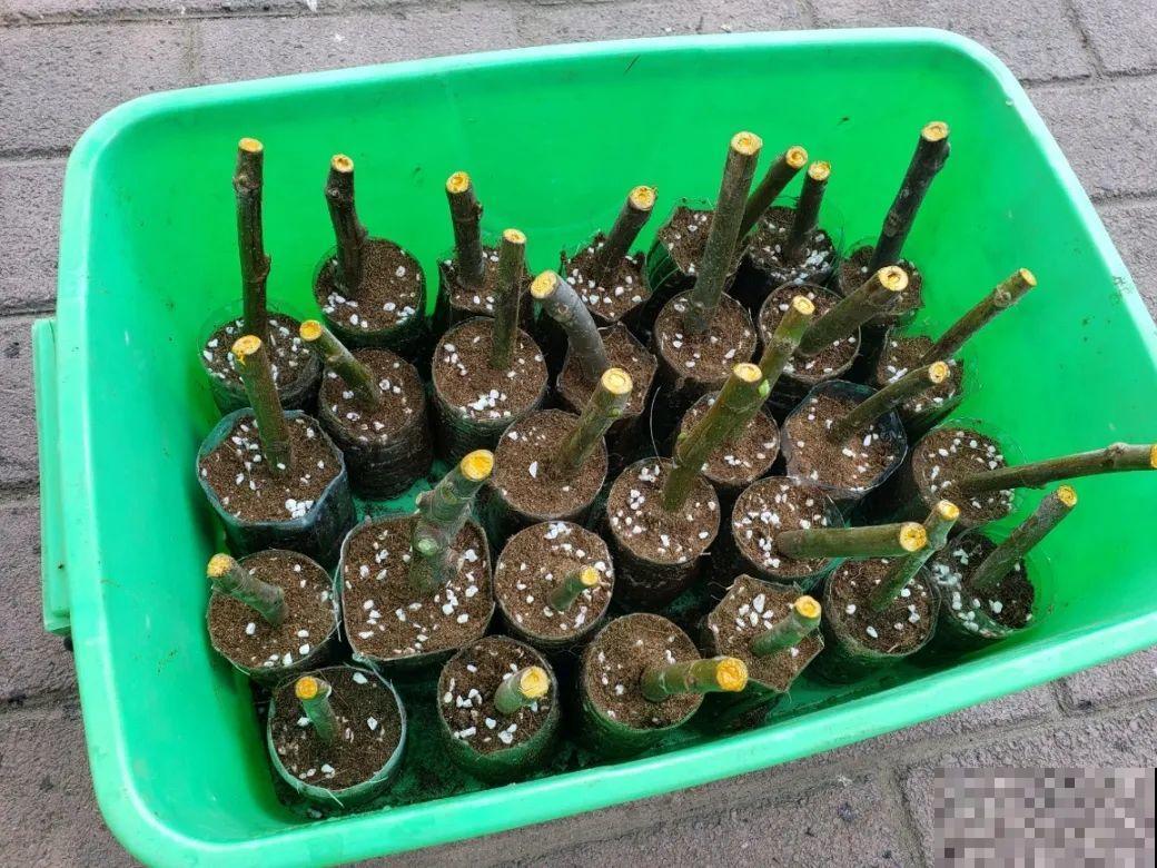 10种花，趁着天热赶紧扦插，成活率特别高