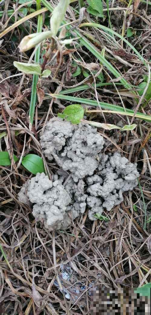 水里兑点柠檬汁，直接灌土里，花叶长得都旺盛