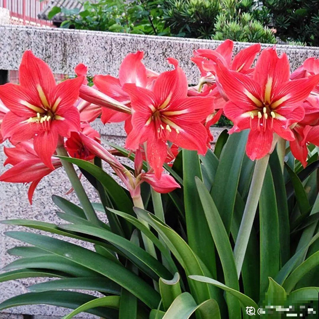 看到这些花,扭头就走,别买,谁买谁吃亏! 看到这些花,扭头就走,别买,谁买谁吃亏!