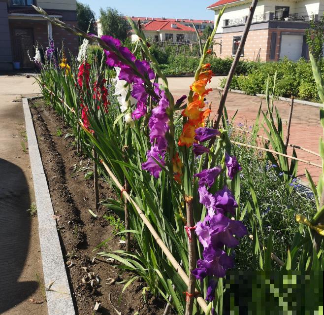 大门口种一丛它，开花一串几十朵，邻居天天跑来看！