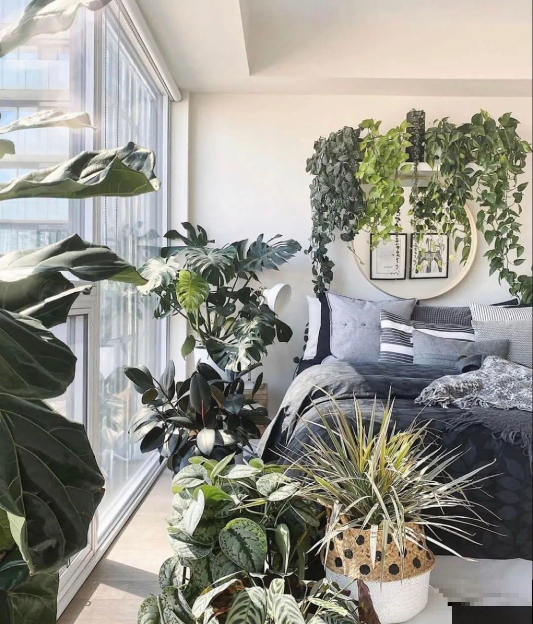 5种花,卧室不能养,离太近都不好! 5种花,卧室不能养,离太近都不好!